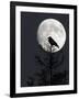 Silhouette of Hooded Crow (Corvus Cornix) Against Full Moon, Helsinki, Finland, December-Markus Varesvuo-Framed Photographic Print