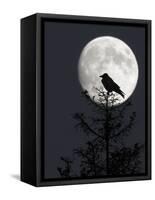 Silhouette of Hooded Crow (Corvus Cornix) Against Full Moon, Helsinki, Finland, December-Markus Varesvuo-Framed Stretched Canvas