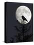 Silhouette of Hooded Crow (Corvus Cornix) Against Full Moon, Helsinki, Finland, December-Markus Varesvuo-Stretched Canvas