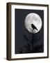Silhouette of Hooded Crow (Corvus Cornix) Against Full Moon, Helsinki, Finland, December-Markus Varesvuo-Framed Photographic Print