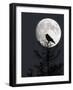 Silhouette of Hooded Crow (Corvus Cornix) Against Full Moon, Helsinki, Finland, December-Markus Varesvuo-Framed Photographic Print