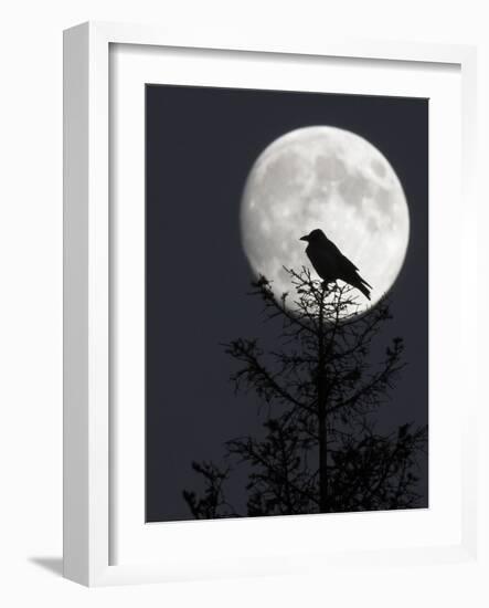 Silhouette of Hooded Crow (Corvus Cornix) Against Full Moon, Helsinki, Finland, December-Markus Varesvuo-Framed Photographic Print