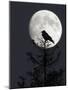 Silhouette of Hooded Crow (Corvus Cornix) Against Full Moon, Helsinki, Finland, December-Markus Varesvuo-Mounted Photographic Print