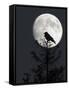 Silhouette of Hooded Crow (Corvus Cornix) Against Full Moon, Helsinki, Finland, December-Markus Varesvuo-Framed Stretched Canvas