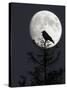 Silhouette of Hooded Crow (Corvus Cornix) Against Full Moon, Helsinki, Finland, December-Markus Varesvuo-Stretched Canvas