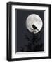 Silhouette of Hooded Crow (Corvus Cornix) Against Full Moon, Helsinki, Finland, December-Markus Varesvuo-Framed Photographic Print