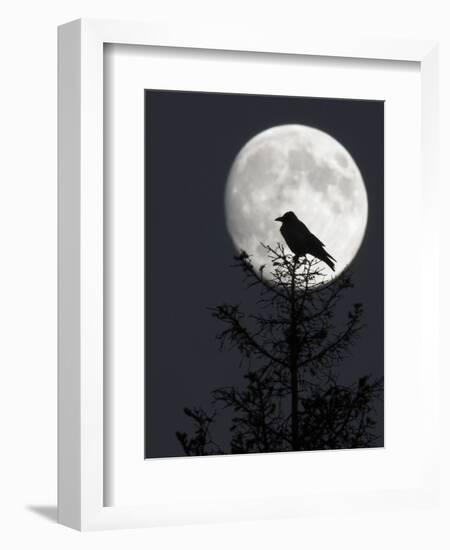 Silhouette of Hooded Crow (Corvus Cornix) Against Full Moon, Helsinki, Finland, December-Markus Varesvuo-Framed Photographic Print