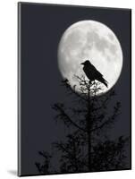 Silhouette of Hooded Crow (Corvus Cornix) Against Full Moon, Helsinki, Finland, December-Markus Varesvuo-Mounted Photographic Print