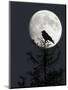 Silhouette of Hooded Crow (Corvus Cornix) Against Full Moon, Helsinki, Finland, December-Markus Varesvuo-Mounted Photographic Print