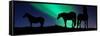 Silhouette of Horses at Dusk, Iceland-null-Framed Stretched Canvas