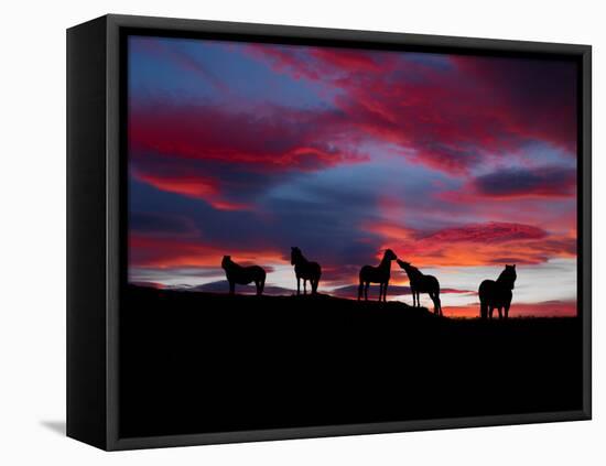 Silhouette of Horses at Night, Iceland-null-Framed Stretched Canvas