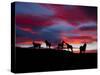 Silhouette of Horses at Night, Iceland-null-Stretched Canvas