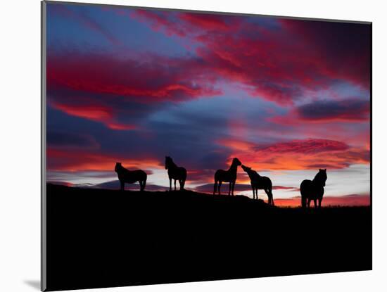 Silhouette of Horses at Night, Iceland-null-Mounted Photographic Print