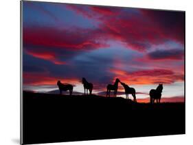 Silhouette of Horses at Night, Iceland-null-Mounted Photographic Print