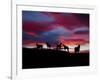 Silhouette of Horses at Night, Iceland-null-Framed Photographic Print