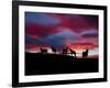 Silhouette of Horses at Night, Iceland-null-Framed Photographic Print