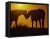 Silhouette of Horses at Sunset-Jerry Koontz-Framed Stretched Canvas