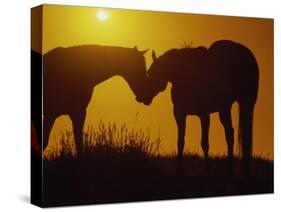 Silhouette of Horses at Sunset-Jerry Koontz-Stretched Canvas