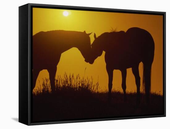 Silhouette of Horses at Sunset-Jerry Koontz-Framed Stretched Canvas