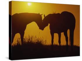 Silhouette of Horses at Sunset-Jerry Koontz-Stretched Canvas