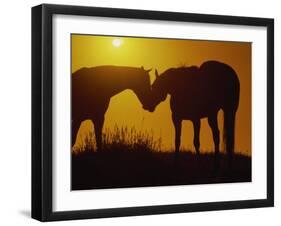 Silhouette of Horses at Sunset-Jerry Koontz-Framed Premium Photographic Print