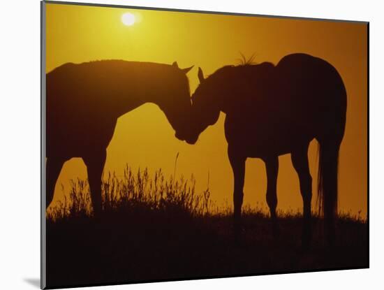 Silhouette of Horses at Sunset-Jerry Koontz-Mounted Premium Photographic Print