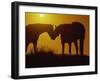 Silhouette of Horses at Sunset-Jerry Koontz-Framed Photographic Print