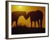 Silhouette of Horses at Sunset-Jerry Koontz-Framed Photographic Print