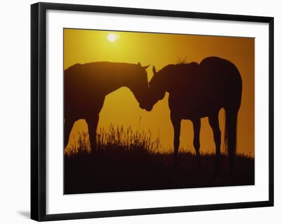 Silhouette of Horses at Sunset-Jerry Koontz-Framed Photographic Print