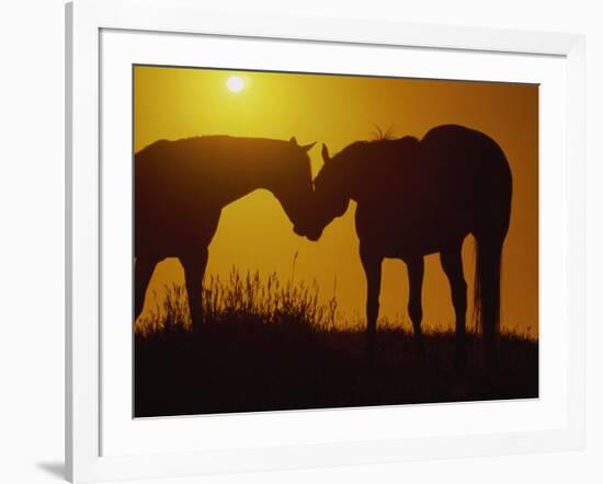 Silhouette of Horses at Sunset-Jerry Koontz-Framed Photographic Print