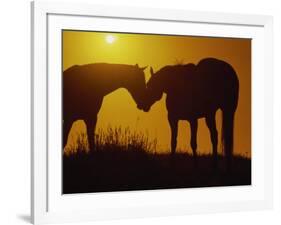 Silhouette of Horses at Sunset-Jerry Koontz-Framed Photographic Print