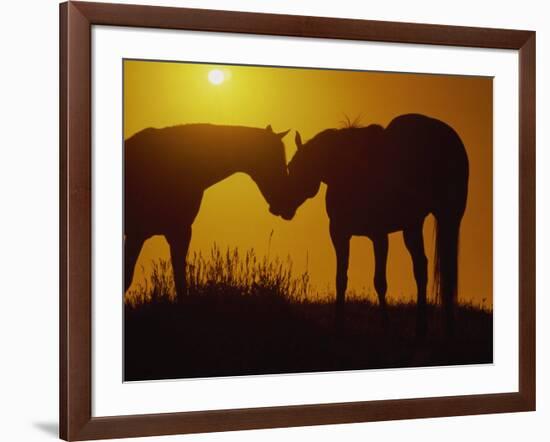 Silhouette of Horses at Sunset-Jerry Koontz-Framed Photographic Print