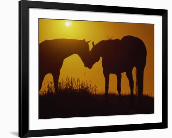 Silhouette of Horses at Sunset-Jerry Koontz-Framed Photographic Print