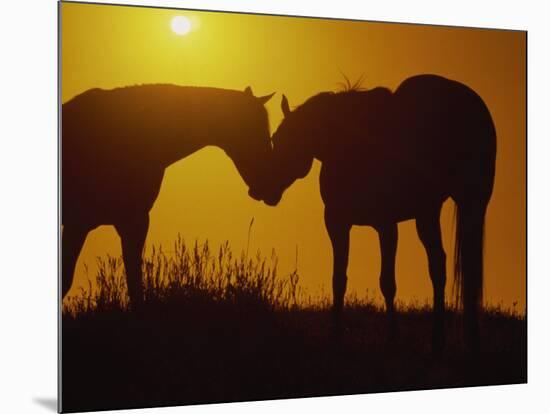 Silhouette of Horses at Sunset-Jerry Koontz-Mounted Photographic Print