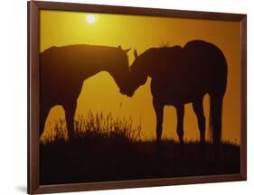 Silhouette of Horses at Sunset-Jerry Koontz-Framed Photographic Print