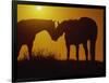 Silhouette of Horses at Sunset-Jerry Koontz-Framed Photographic Print