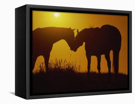 Silhouette of Horses at Sunset-Jerry Koontz-Framed Stretched Canvas
