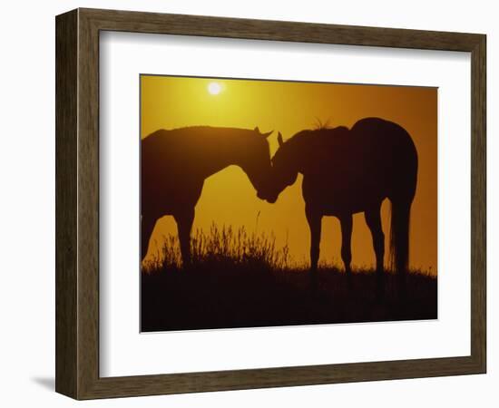 Silhouette of Horses at Sunset-Jerry Koontz-Framed Photographic Print