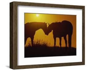 Silhouette of Horses at Sunset-Jerry Koontz-Framed Photographic Print