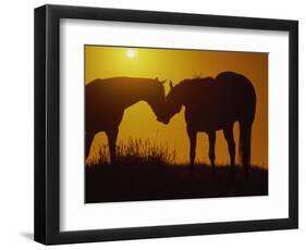 Silhouette of Horses at Sunset-Jerry Koontz-Framed Photographic Print