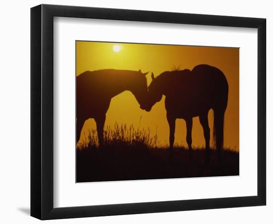 Silhouette of Horses at Sunset-Jerry Koontz-Framed Photographic Print