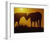 Silhouette of Horses at Sunset-Jerry Koontz-Framed Photographic Print