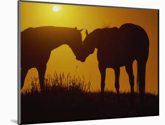 Silhouette of Horses at Sunset-Jerry Koontz-Mounted Photographic Print