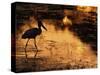 Silhouette of Jabiru Stork in Water, at Sunset, Pantanal, Brazil-Staffan Widstrand-Stretched Canvas
