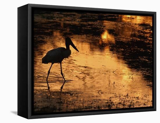 Silhouette of Jabiru Stork in Water, at Sunset, Pantanal, Brazil-Staffan Widstrand-Framed Stretched Canvas