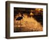 Silhouette of Jabiru Stork in Water, at Sunset, Pantanal, Brazil-Staffan Widstrand-Framed Premium Photographic Print