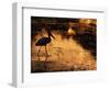 Silhouette of Jabiru Stork in Water, at Sunset, Pantanal, Brazil-Staffan Widstrand-Framed Premium Photographic Print