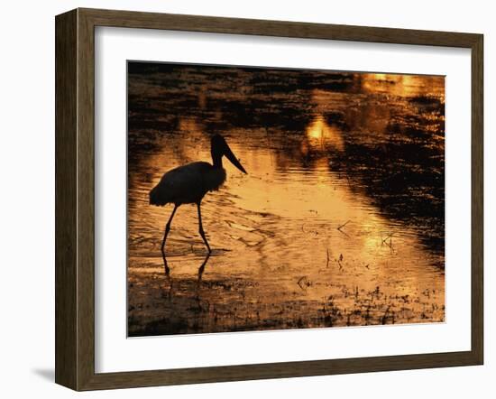 Silhouette of Jabiru Stork in Water, at Sunset, Pantanal, Brazil-Staffan Widstrand-Framed Photographic Print