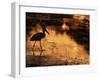 Silhouette of Jabiru Stork in Water, at Sunset, Pantanal, Brazil-Staffan Widstrand-Framed Photographic Print