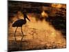 Silhouette of Jabiru Stork in Water, at Sunset, Pantanal, Brazil-Staffan Widstrand-Mounted Photographic Print